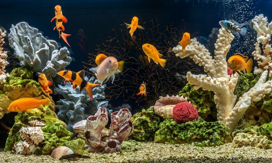 How to Decorate Your Fish Tank: Dos and Don'ts - PetHelpful