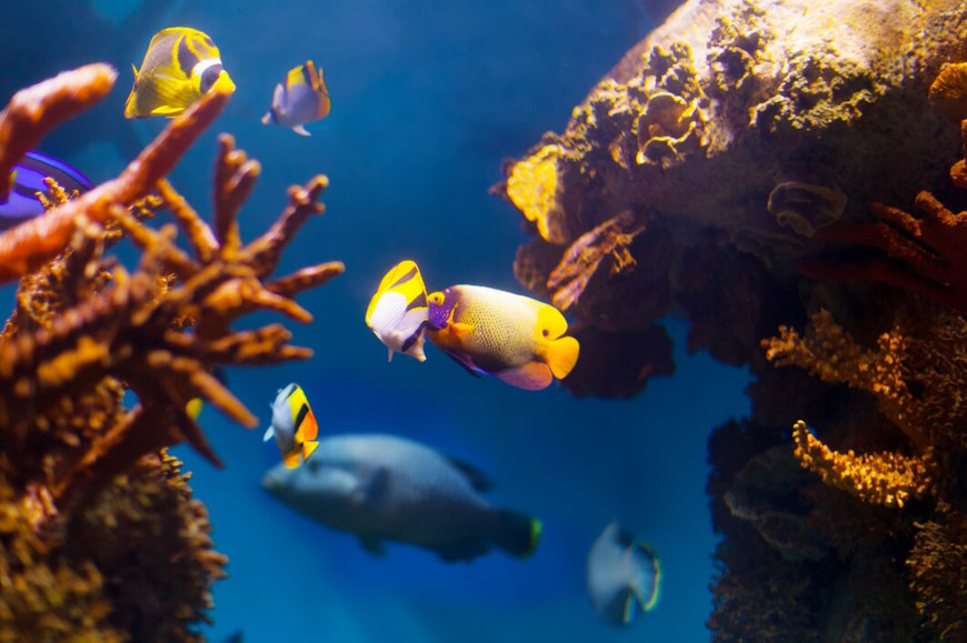 How to Pick the Perfect Fish Tank for Your Home