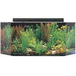 100 Gallon Aquariums