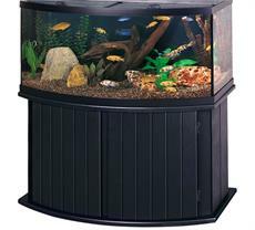 Bow Front Aquarium Setups