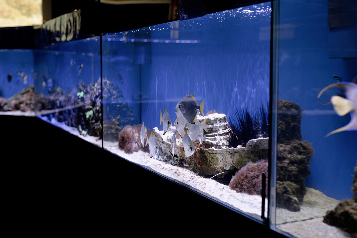 Best Practices for Changing Water in Your Fish Tank - Fish Tanks Direct - Fish Tank Water Balance Problems