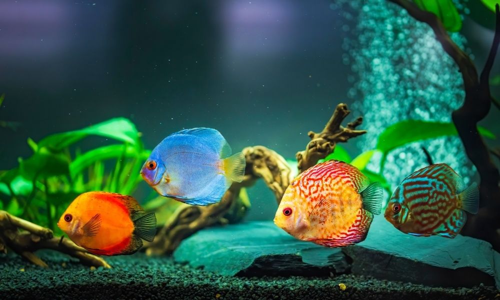 BowFront Aquariums Are Round Fish Tanks Bad for Fish? Fish Tanks Direct