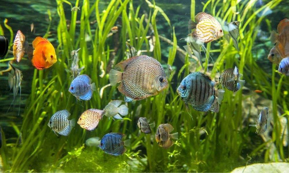 freshwater aquarium rays