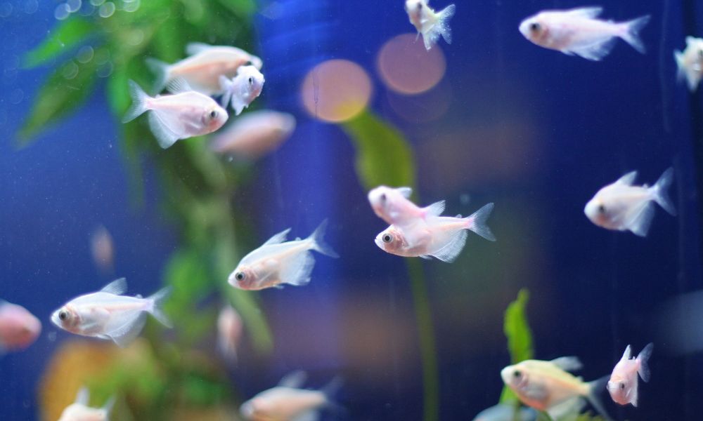 how-often-do-you-need-to-change-fish-tank-water-fish-tanks-direct