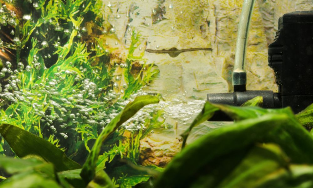 Ways To Make Your Aquarium Filter System Quieter Fish Tanks Direct