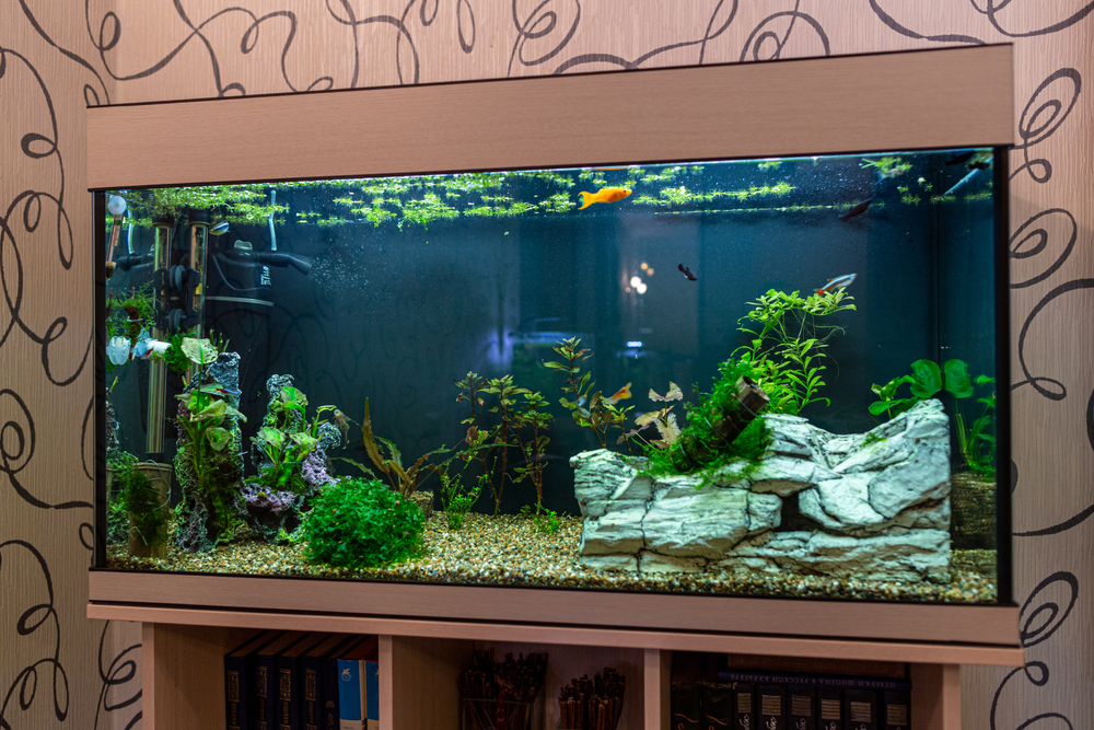 50 gallon tank setup  Fish tank, Freshwater aquarium, Aquarium