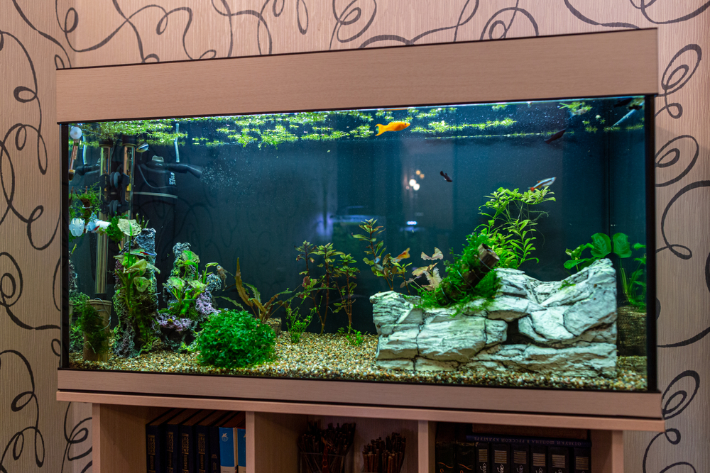 Saltwater vs. Freshwater Aquariums: What's the Difference - Fish Tanks  Direct