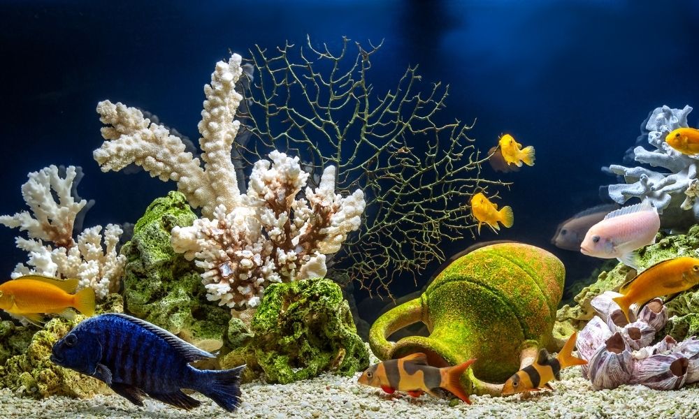 Saltwater vs. Freshwater Aquariums: What's the Difference - Fish