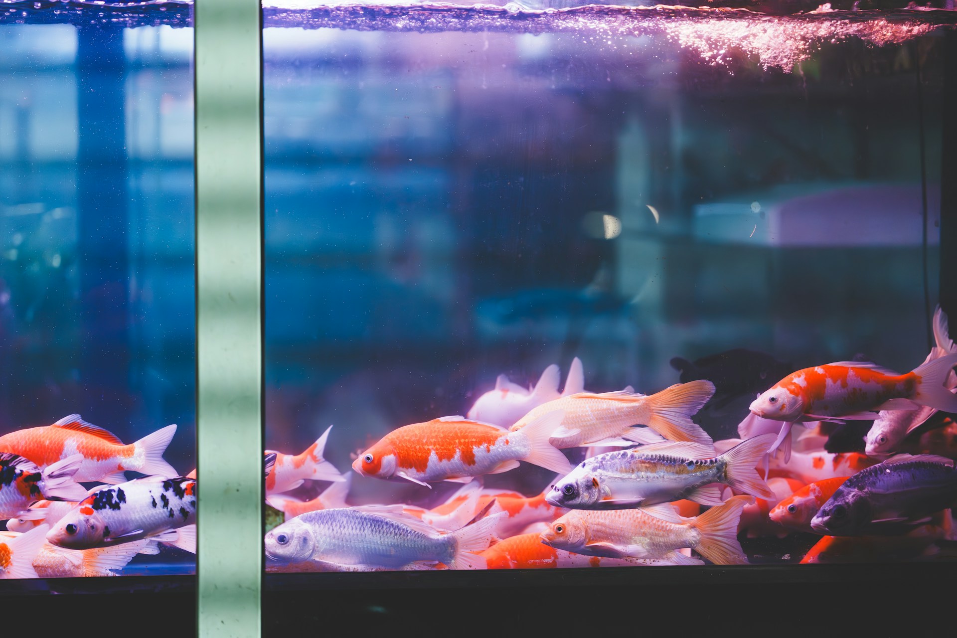 FISH TANK会報　65〜108 Solving Space Challenges with a 100 Gallon Fish Tank and Stand