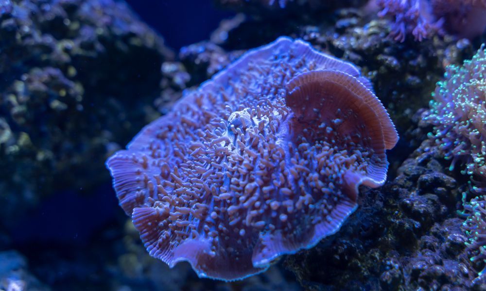 Picture of The Best Corals To Include in Your Reef Tank - Fish Tanks Direct