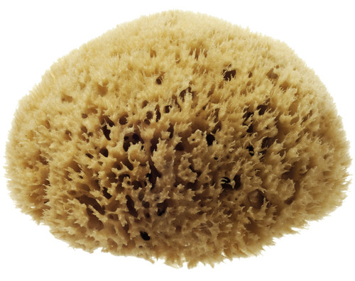 Natural Sea Sponge Honeycomb Sea Sponge Size 5.5 - 6