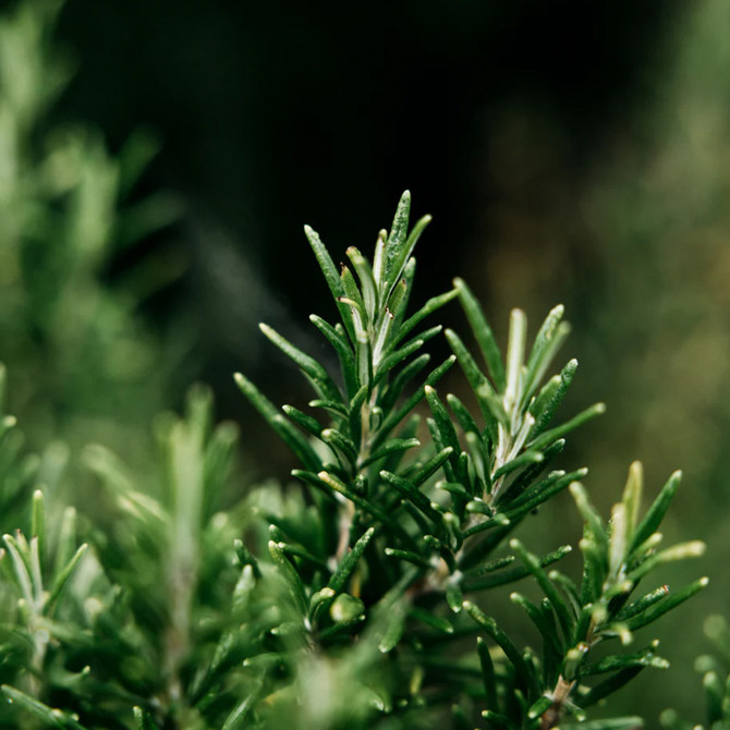 St Eval Bay & Rosemary Trio