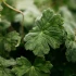 St Eval Geranium Leaf Diffuser Refill 150ml