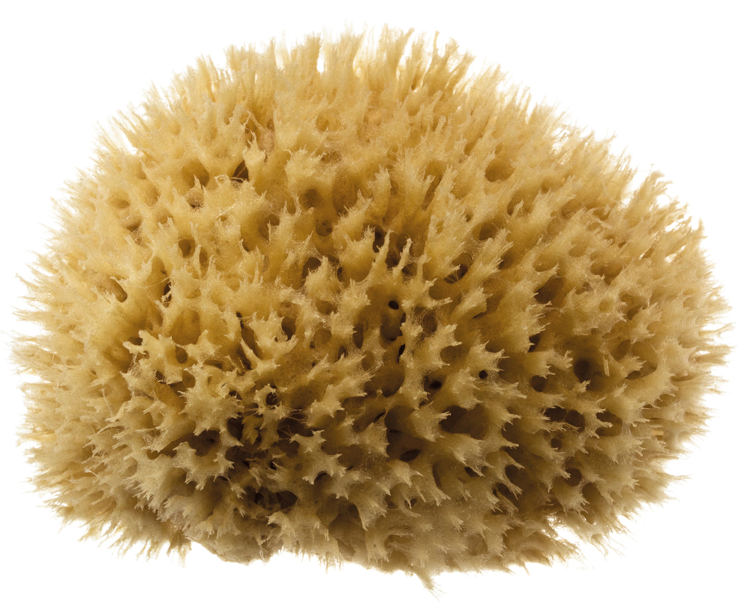 Sea Sponges EXTRA Large 17-18cm brown = Unbleached honeycomb GREEK