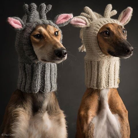 Knit Antler Puppy  Hat