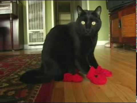 Kitten Mittens