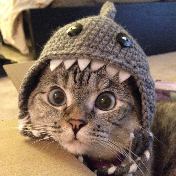 Crochet Shark Hat
