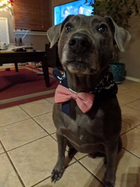 Dog Bowtie