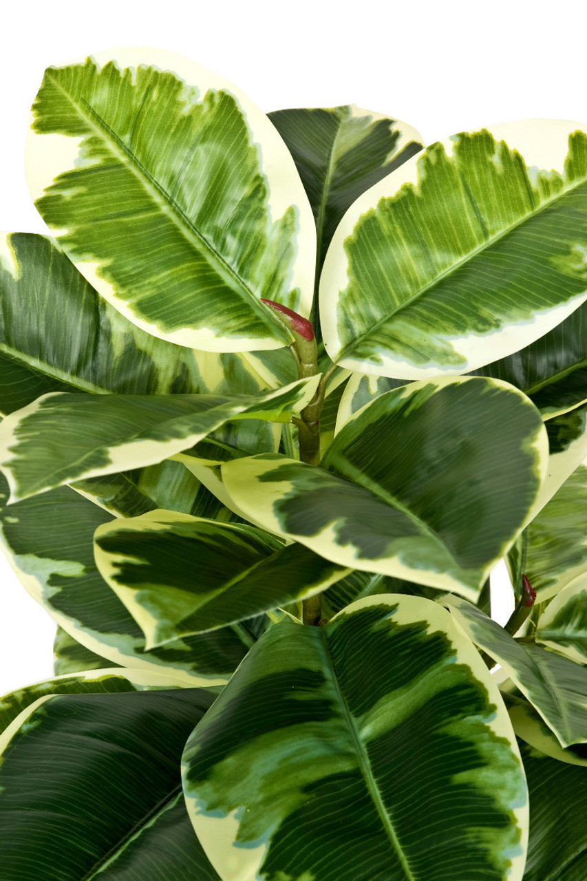 Artificial 98cm Real Touch Rubber Plant in Pot