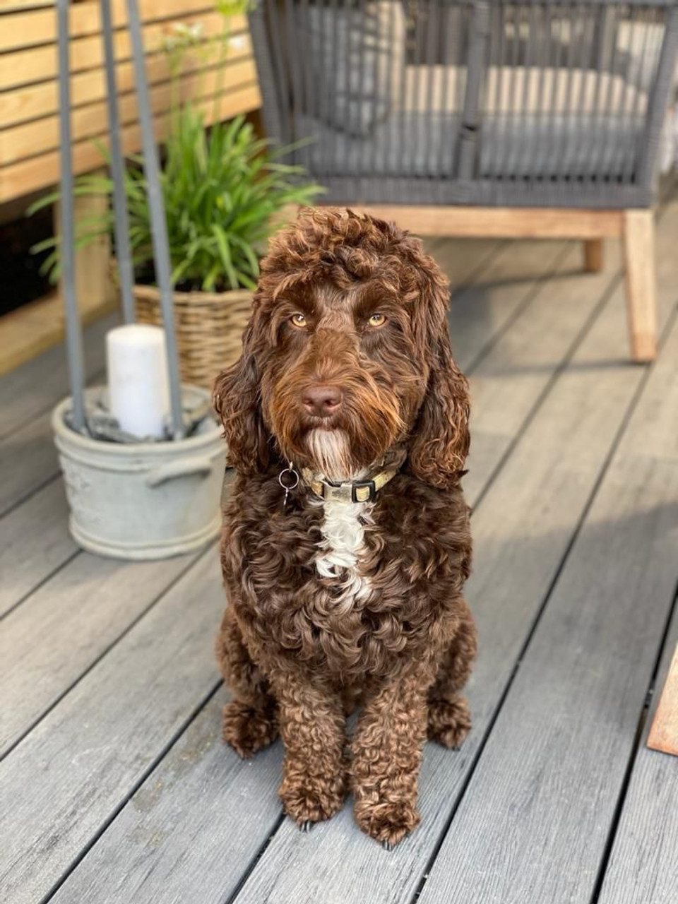Dog on AB Fusion Woodgrain Composite Decking Boards