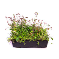 Wallbarn M-Tray SEDUM Green Roof Modules