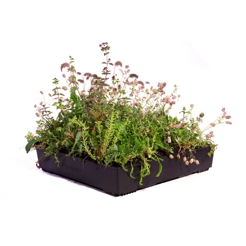 Wallbarn M-Tray SEDUM Green Roof Modules