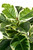 Artificial 98cm Real Touch Rubber Plant in Pot