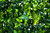 Artificial Green Wall Hedge with Mixed Leaf and Ivy Type Foliage Pack of 4