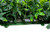 Artificial Green Wall Hedge with Mixed Leaf and Ivy Type Foliage Pack of 4