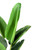 Artificial 120cm Real Touch Bird of Paradise Tree in Pot