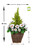 2 x Artificial Rattan Patio Planters with White Pansies and Cedar Conifer