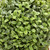 Artificial Topiary Aglaia Boxwood 35cm Window Box Tin Planter Double Ball Rustic