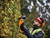 DeWALT DCMHT563N XR Hedge Trimmer 18V Bare Unit