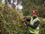 DeWALT DCMHT563N XR Hedge Trimmer 18V Bare Unit