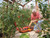 Hozelock 2810 Growbag Waterer