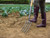 Kent & Stowe Carbon Steel Digging Fork, FSC