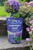 Vitax Hydrangea Feed 1kg Pouch