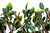 Artificial Willow Trellis Fence with Green Leaf Foliage and White Flowers 1m x 2m
