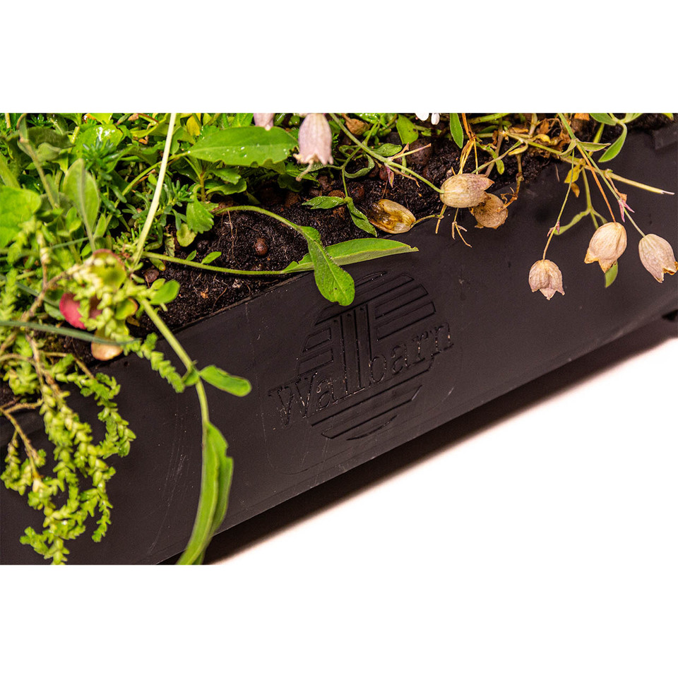 Wallbarn M-Tray SEDUM Green Roof Modules