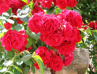 There's nothing like a Bulgarian rose = beautiful, fragrant, and producing a very valuable oil prized all over the world.