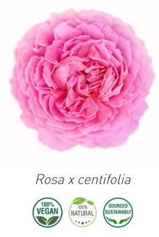 Morocco Essential Rose oil 3cc