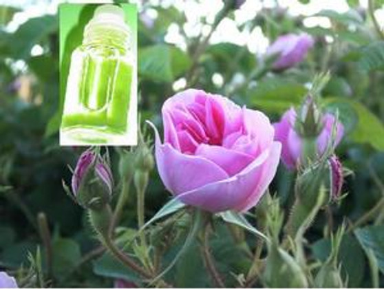 Rose Al Taif Oil 12cc New Batch (23-09-2019)