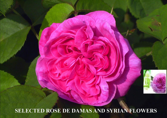 Damascus Rose 6cc