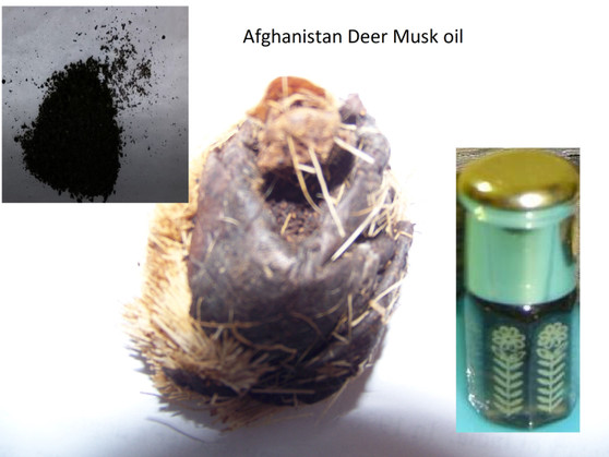 QT- Afghanistan wild deer musk fragrance oil - non alcoholic (3cc)