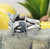 Chihuahua dog ring for Ladies in Sterling Silver 925