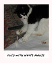 lucy, a black and white kats'n us staffer, playing with a real rabbit fur white mouse cat toy