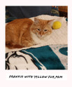 frankie with yellow pom