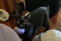 customer photo of a black cat holding a blue real rabbit fur color pom in its mouth