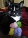 customer photo of a tuxedo cat holding a pile of real rabbit fur color poms in its arms, pink, yellow, purple, and green