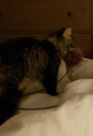 customer photo of a gray striped tabby cat holding a purple Bouncy Ball Real Rabbit Fur Handmade String Cat Toy in its mouth